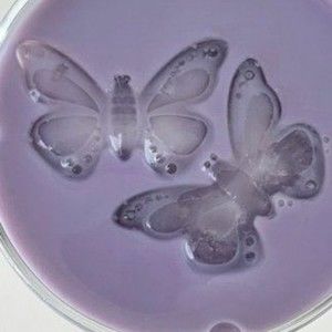 Meet your Posher, Jaime